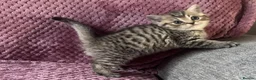 British Longhair cats for sale: Black tipped  Longhair and Golden Tipped Shorthair - Advert 6