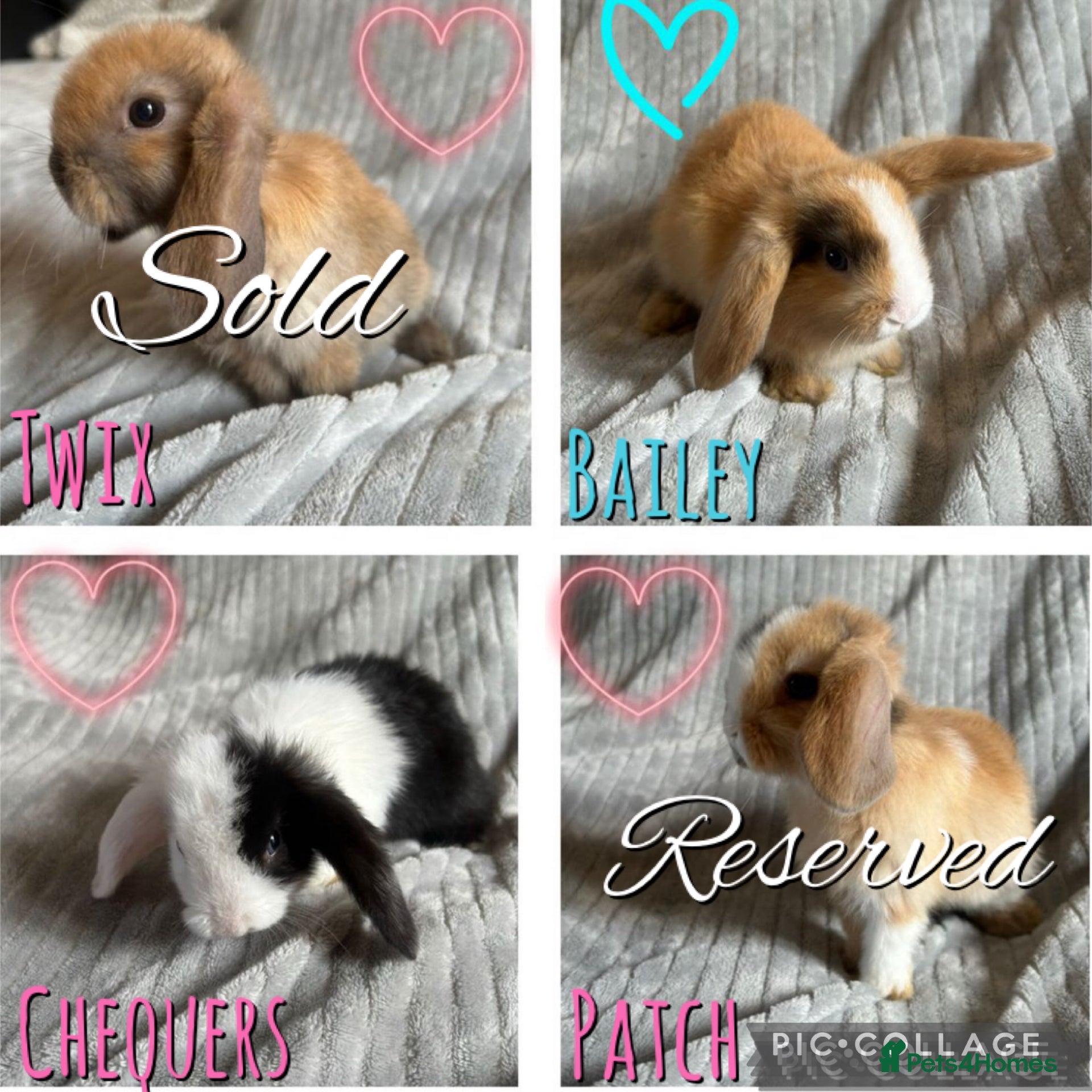 Mini Lop rabbits Mini Lop Bunnies - Advert 18
