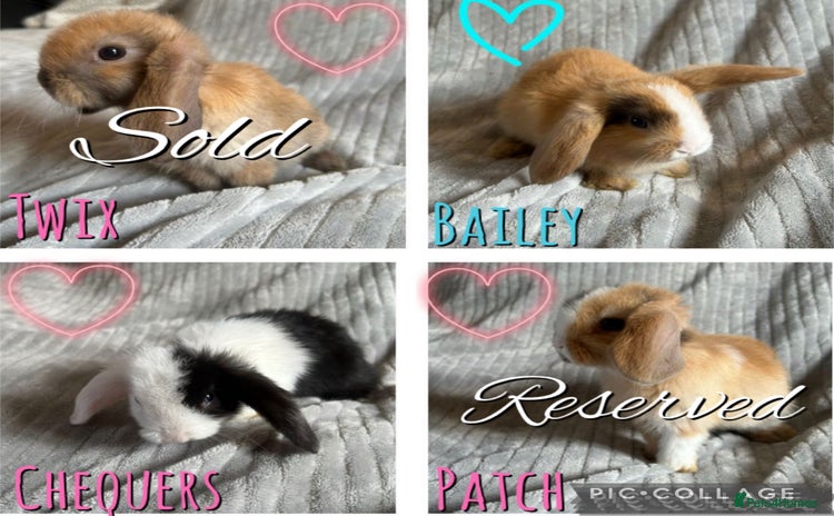 Mini Lop rabbits - Advert 15