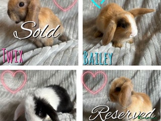 Mini Lop rabbits Mini Lop Bunnies - Advert 2
