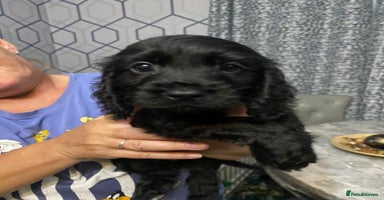 Cocker Spaniel dogs - Advert 5