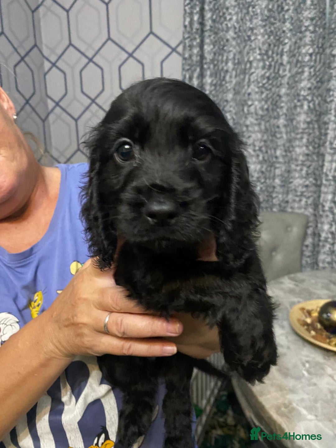 Cocker Spaniel dogs for sale: 5 th Generation Cocker Spaniel Pups/Ready to leave - Image 2