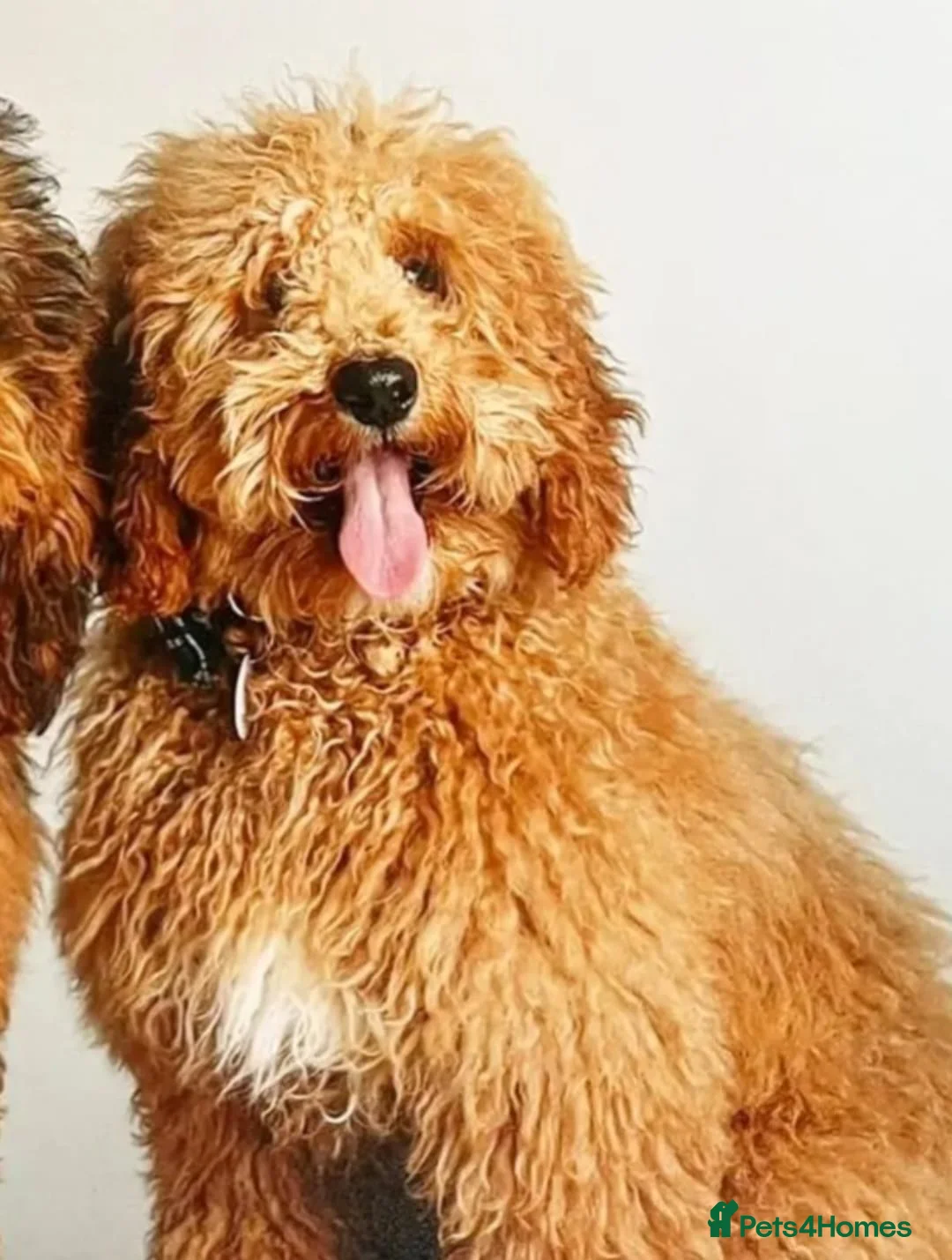 Cockapoo dogs for stud: Red f1b cockapoo health tested stud  in Swindon - Advert 4