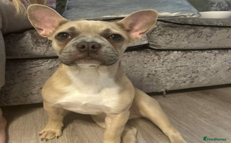 French Bulldog dogs - Advert 12