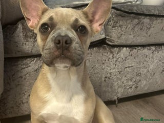 French Bulldog dogs - Advert 7