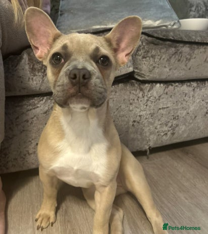 French Bulldog dogs - Advert 12