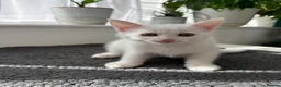 Turkish Angora cats for sale: Beautiful kitten ready for new home  - Advert 4