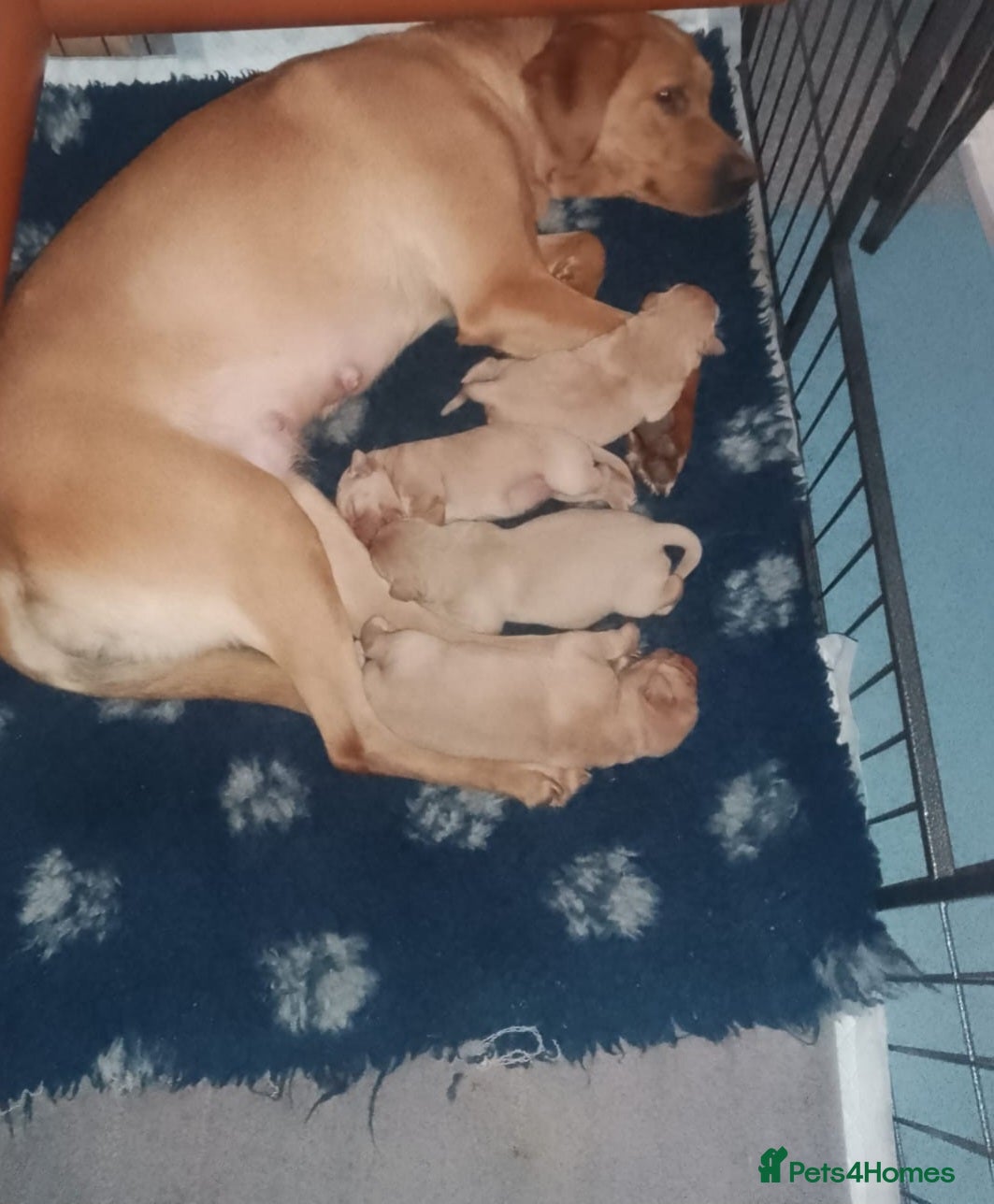 Labrador Retriever dogs Labrador pups  - Advert 1