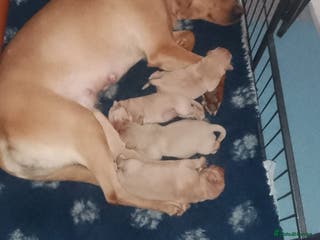 Labrador Retriever dogs Labrador pups - Advert 1