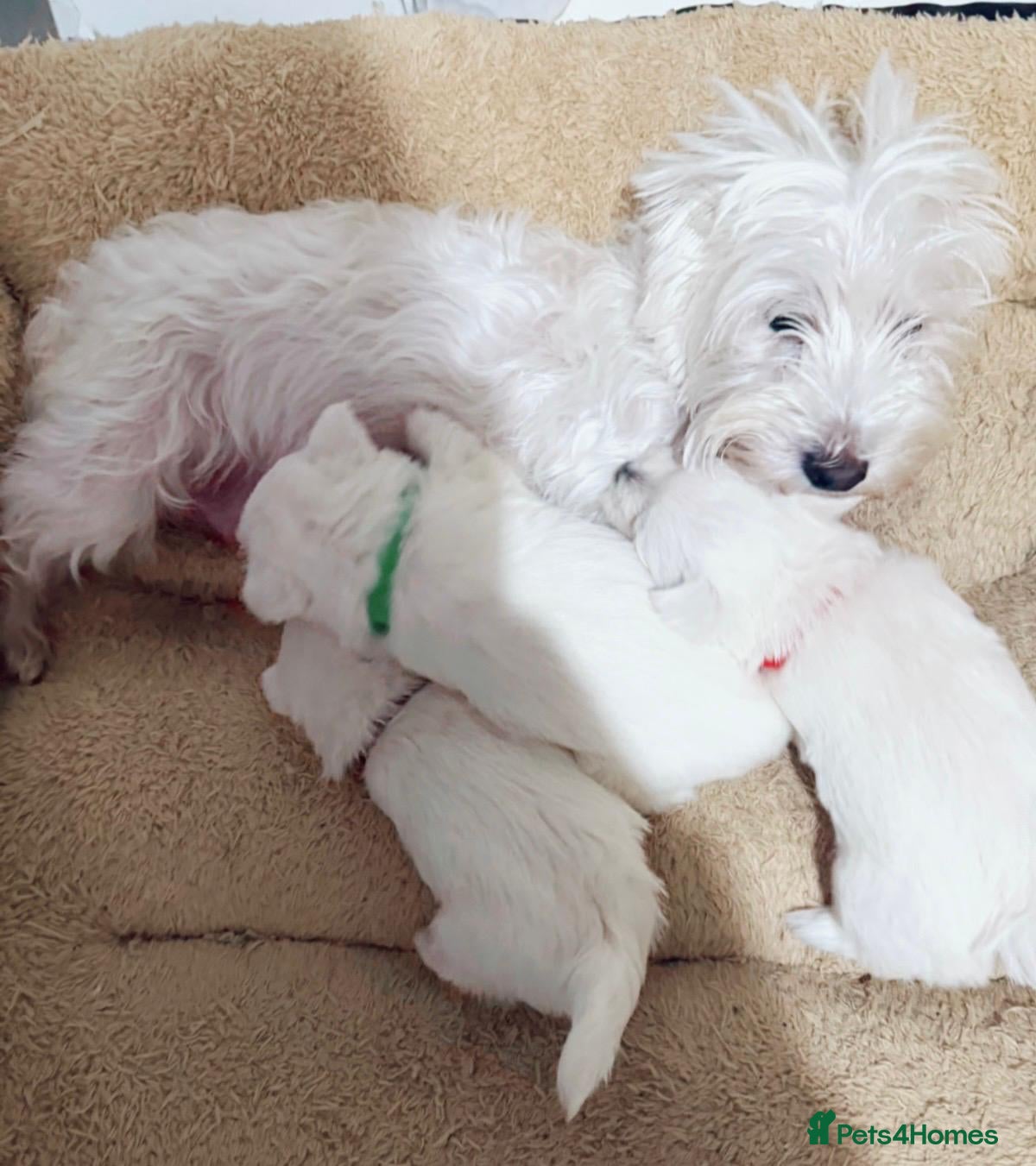 West Highland Terrier dogs puppy in Bradford - Advert 10