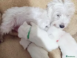 West Highland Terrier dogs puppy in Bradford - Advert 10