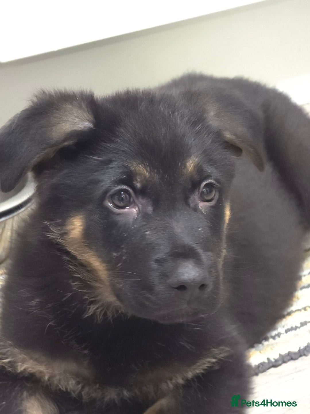 German Shepherd dogs for sale: Chunky German shepherd puppies for sale  - Advert 20