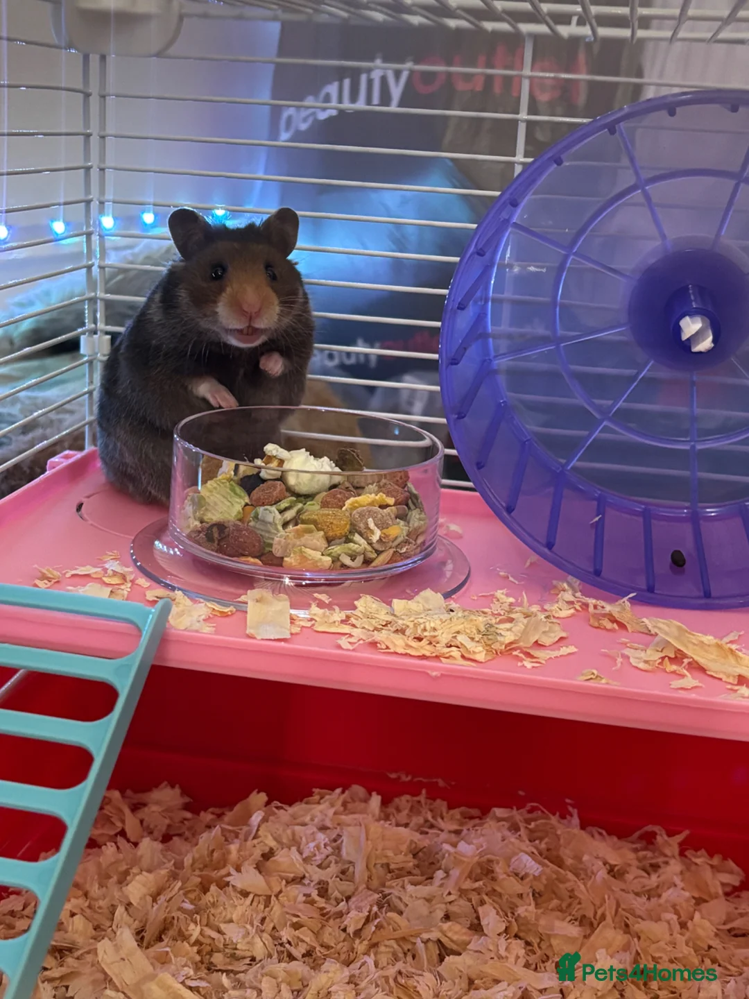 Hamster rodents for sale: Syrian Hamster in Abertillery - Advert 2