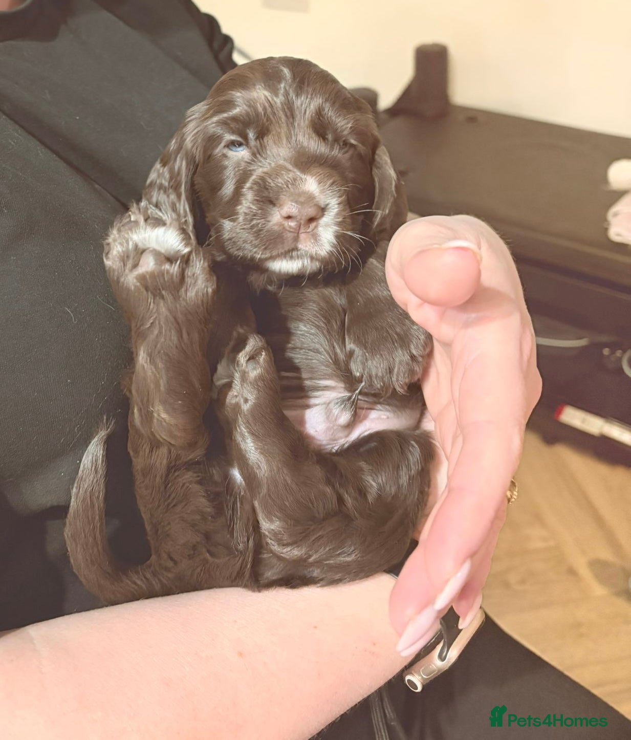Cocker Spaniel dogs * Now taking Viewings* Show Cocker Spaniel Pups - Advert 20