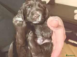 Cocker Spaniel dogs * Now taking Viewings* Show Cocker Spaniel Pups - Advert 20