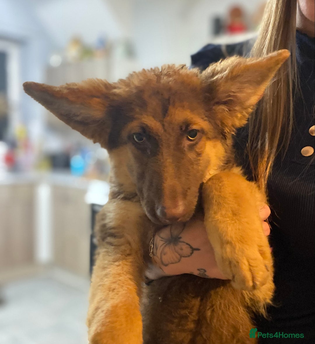 German Shepherd dogs for sale: Liver and tan German shepherds - Image 8
