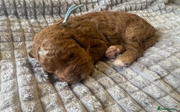 Cockapoo dogs for sale: Cockapoo pups 🐶 health screened parents  - Image 1