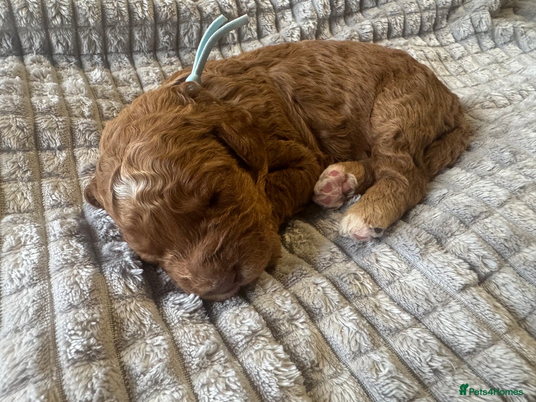 Cockapoo dogs for sale: Cockapoo pups 🐶 health screened parents  - Image 1