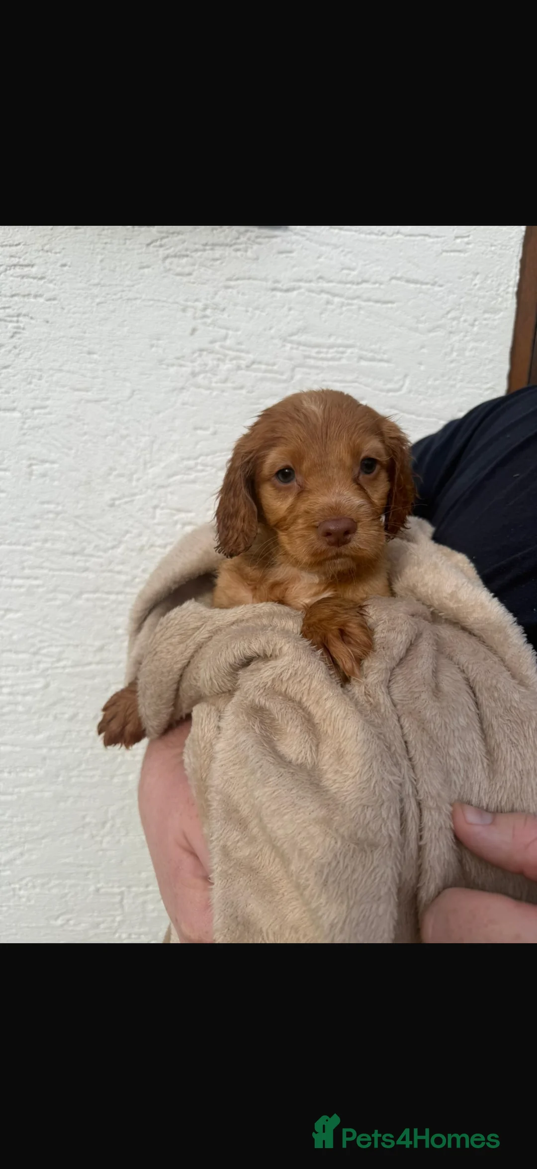 Cocker Spaniel dogs for sale: Cocker spaniel puppies  - Advert 4