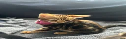 Bengal cats for sale: Bengal girl  - Advert 3