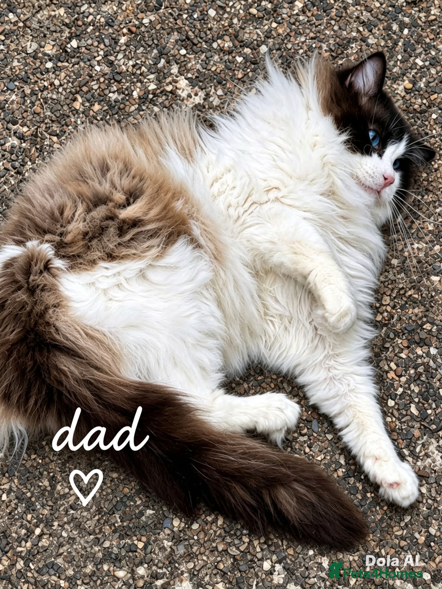 Ragdoll cats for sale: Ragdoll Kittens - Advert 3