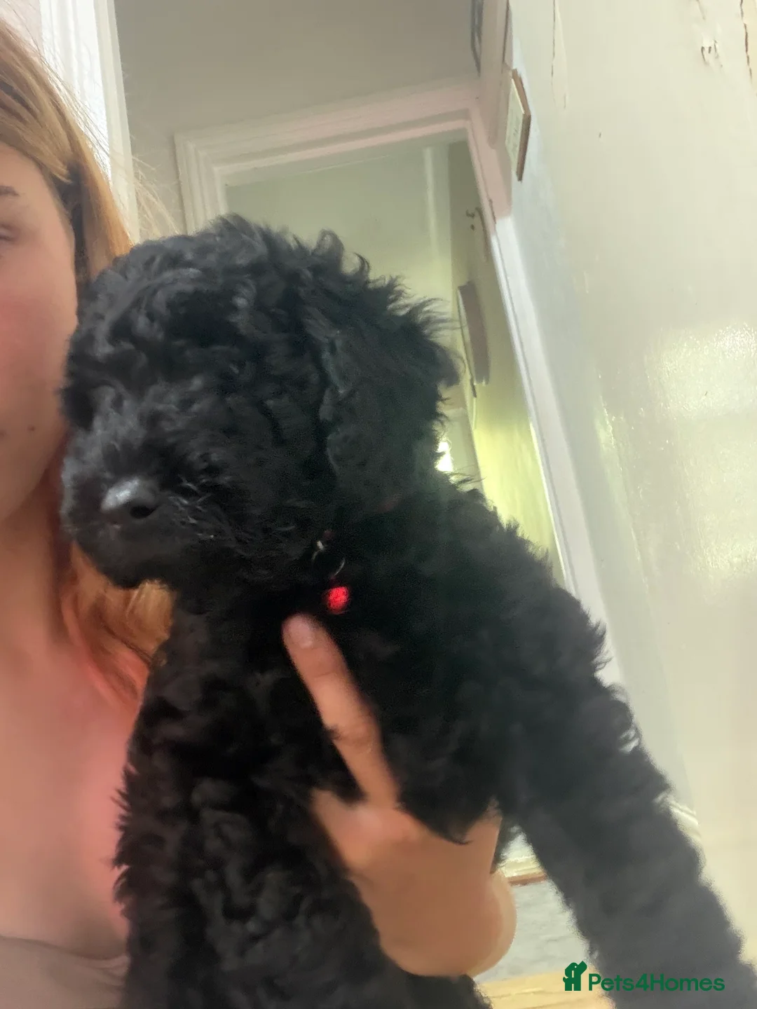 Miniature Poodle dogs for sale: mini labradoodles  - Advert 11