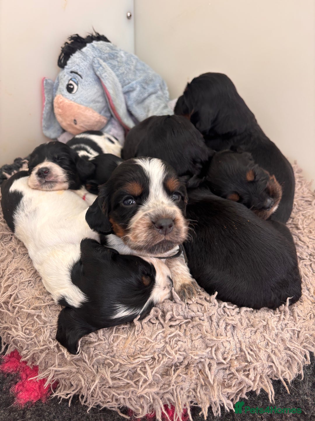 Cocker Spaniel dogs for sale: KC/gamekeeper bred/5 star licensed. - Image 1