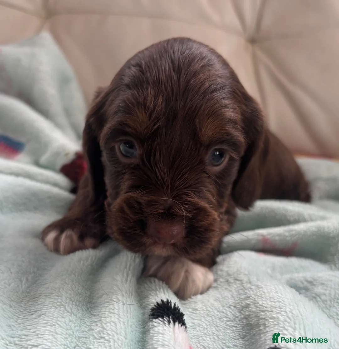 Cocker Spaniel dogs for sale: Stunning KC registered  - Advert 6