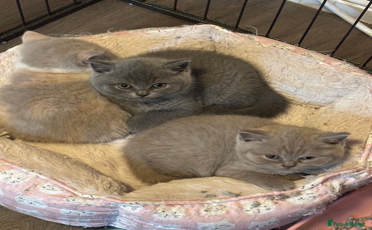 British Shorthair cats - Advert 1