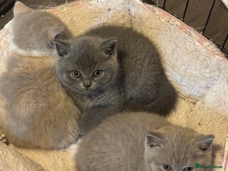British Shorthair cats 2 Adorable female GCCF British Shorthair kittens - Advert 10