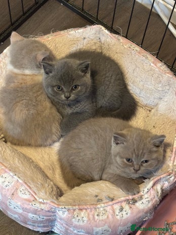 British Shorthair cats - Advert 1