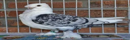 Pigeons birds for sale: Satinette Fancy Pigeons – Champion in Grays - Advert 2