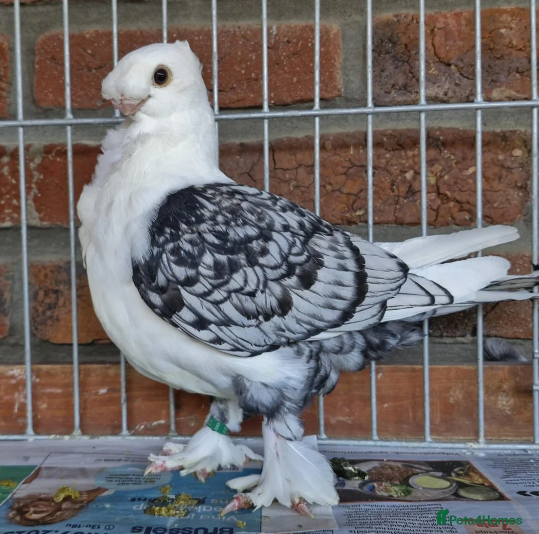 Pigeons birds for sale: Satinette Fancy Pigeons – Champion in Grays - Advert 2