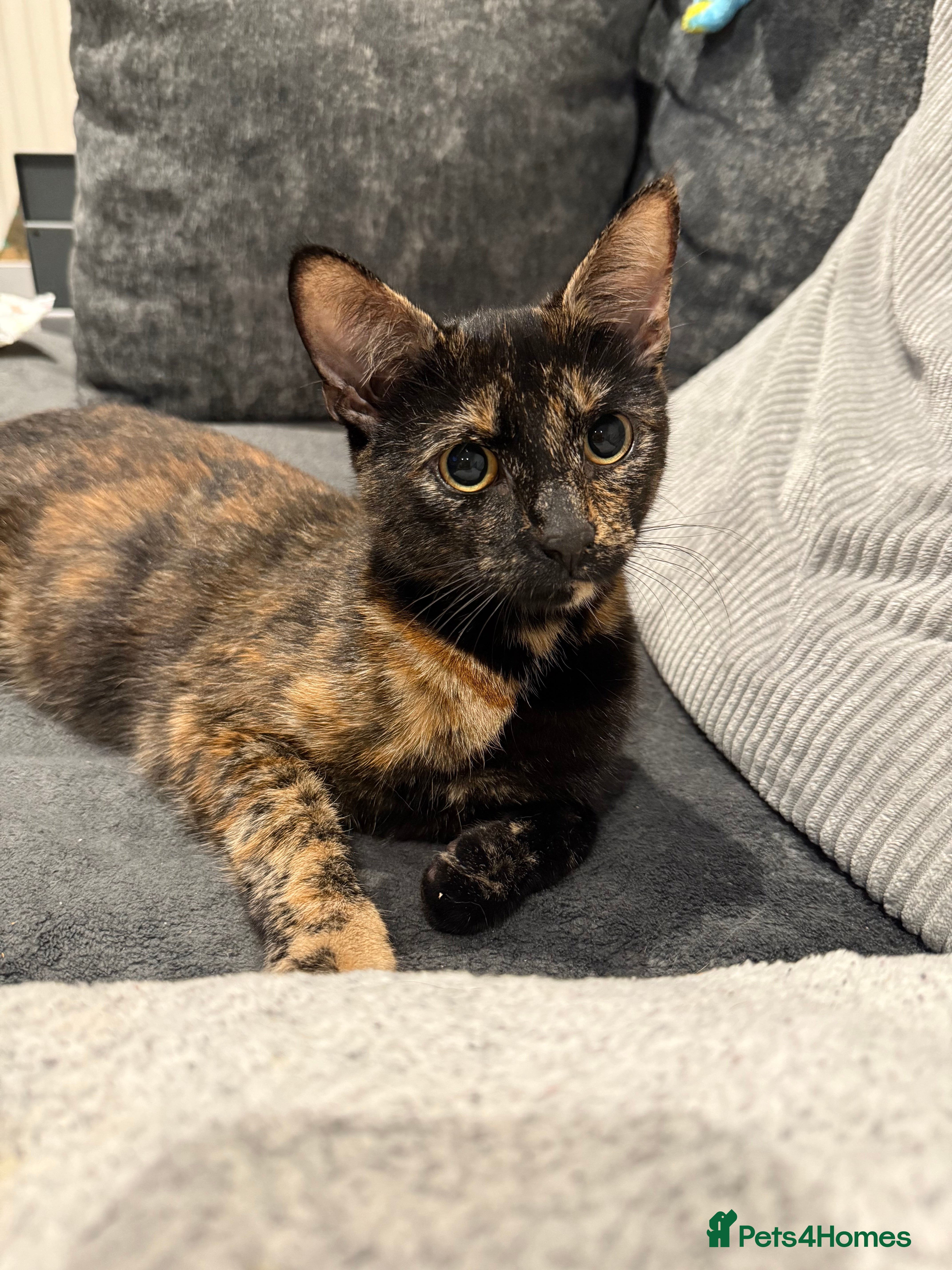 Mixed Breed cats Tortishell /cailco kittens  - Advert 1