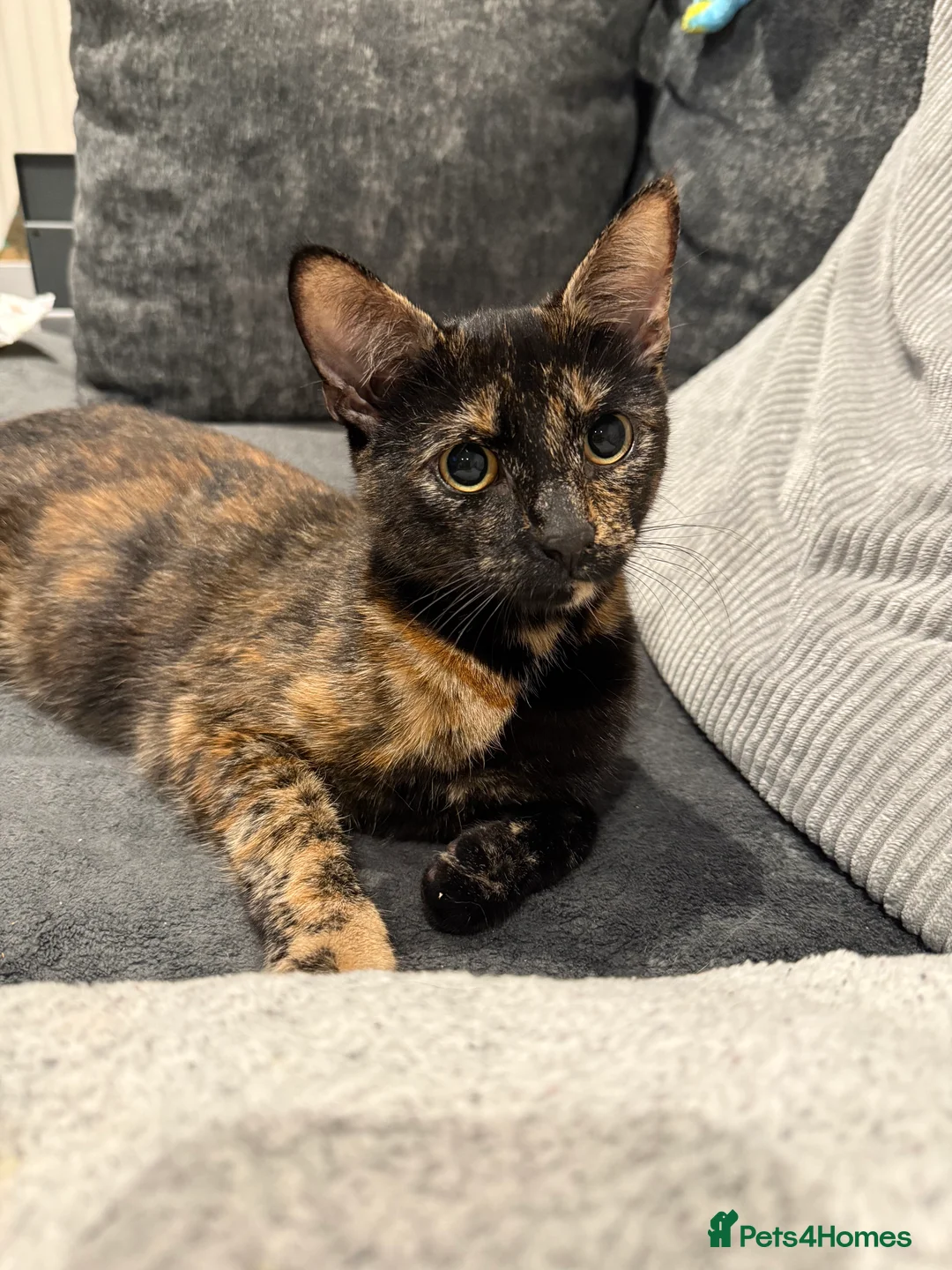 Mixed Breed cats for sale: Tortishell /cailco kittens  - Advert 1