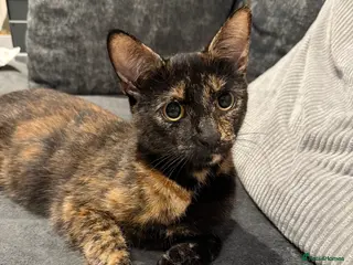 Mixed Breed cats Tortishell /cailco kittens - Advert 1