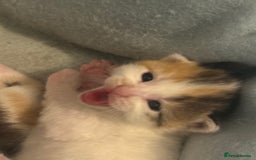 Mixed Breed cats for sale: 5 female kittens for sale  - Image 13