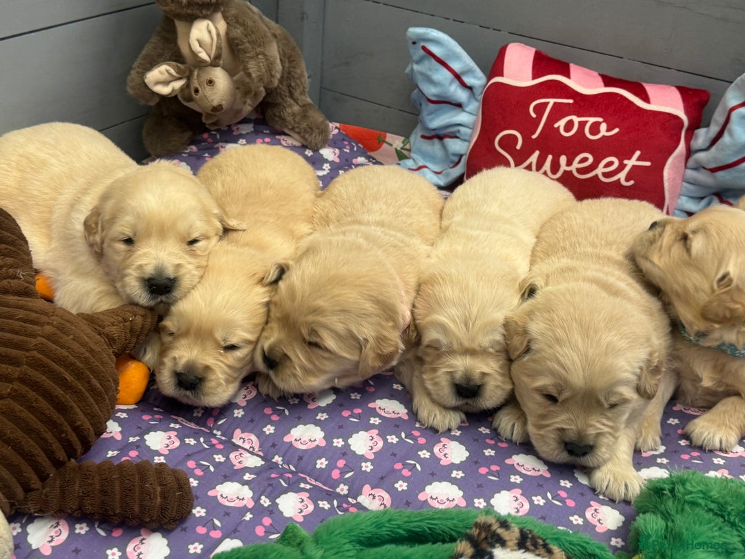Golden Retriever dogs for sale: Top Class KC registered Golden Retrievers  - Advert 5