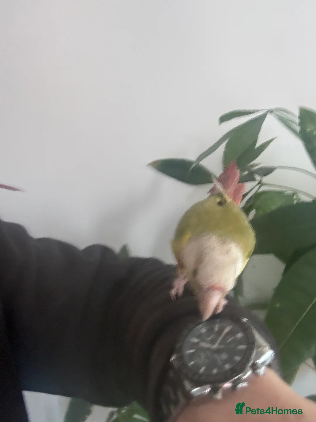 Conures birds for sale: Conure green cheek and pineapple  - Advert 2