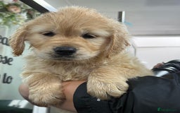 Golden Retriever dogs for sale: Handsome male golden retriever puppies for sale - Image 7