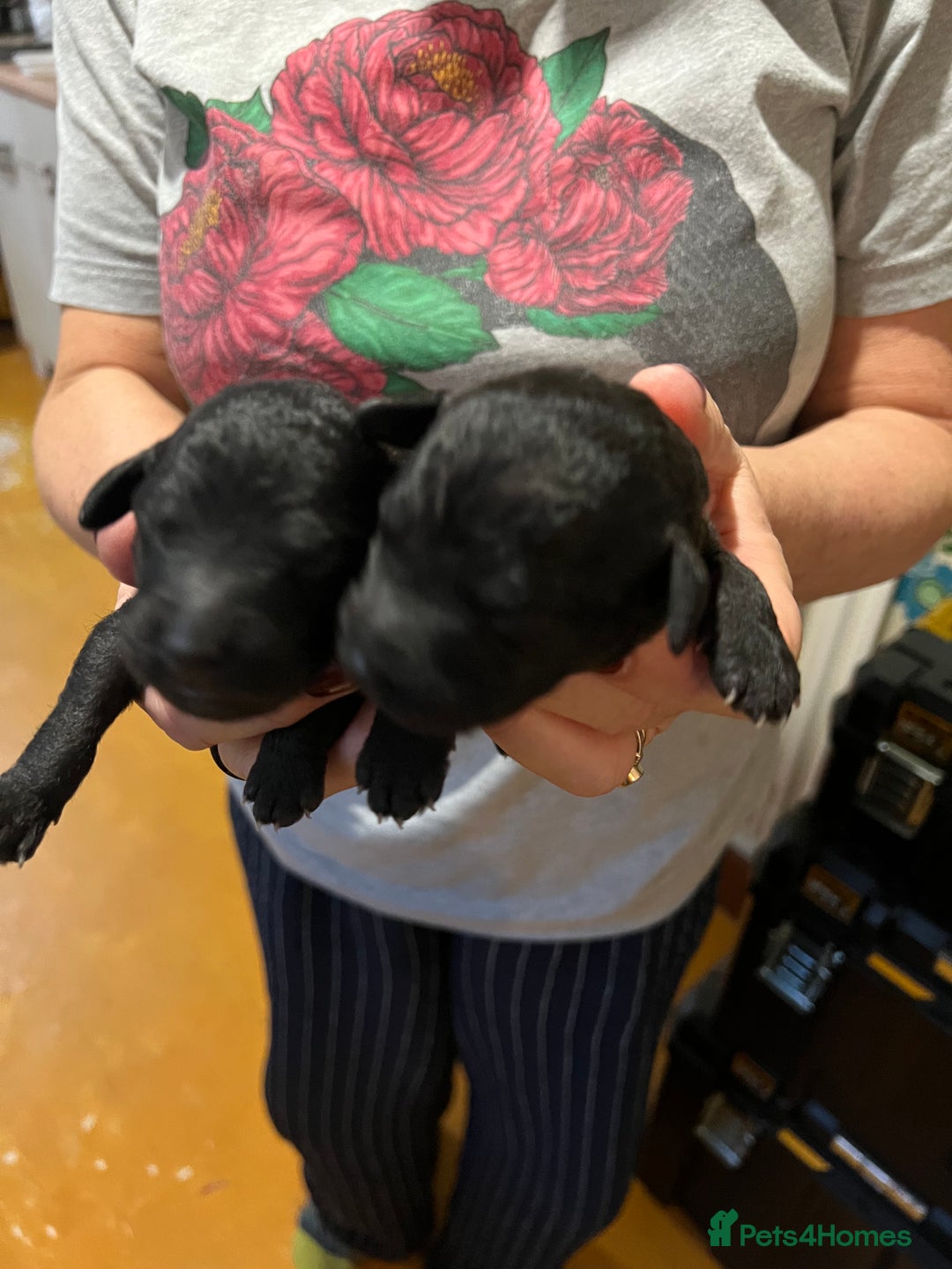 Mixed Breed dogs for sale: Bedlington x whippet puppies - Image 2