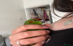 Parakeets birds for sale: Young kakariki - Image 1