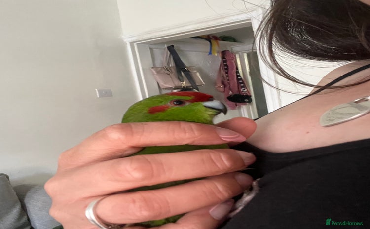 Parakeets birds - Advert 1
