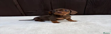 Miniature Dachshund 2