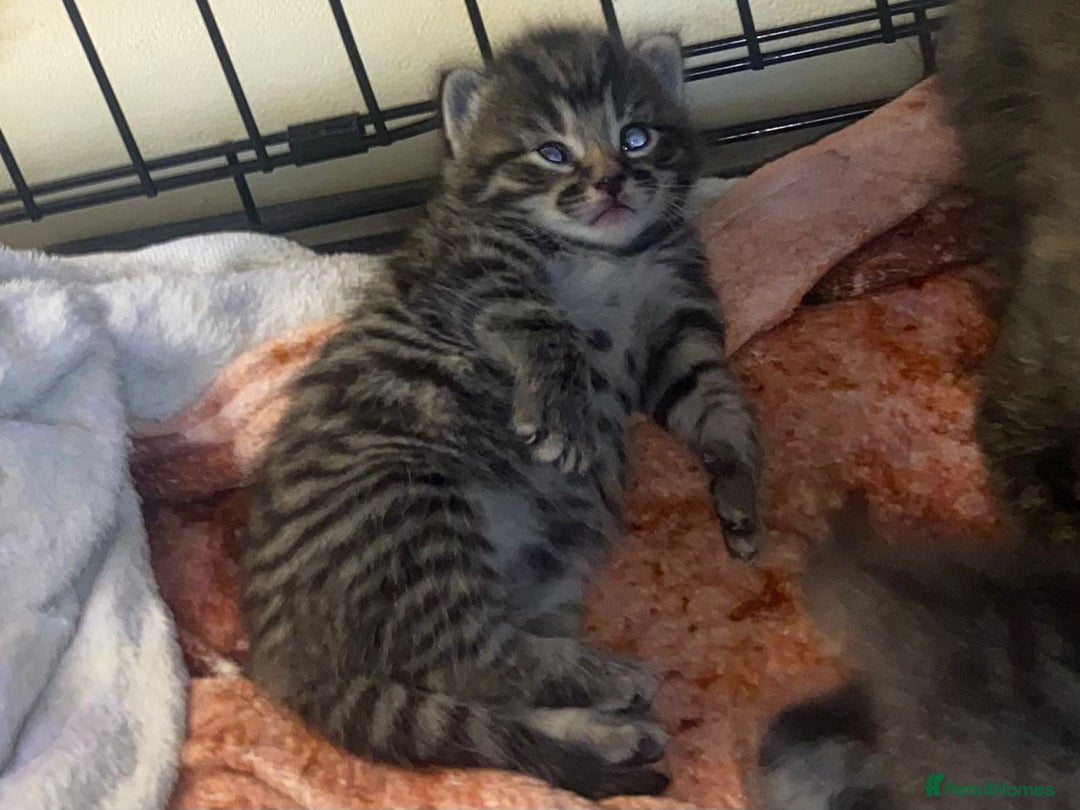 Bengal cats for sale: 7 little kittens  - Advert 1