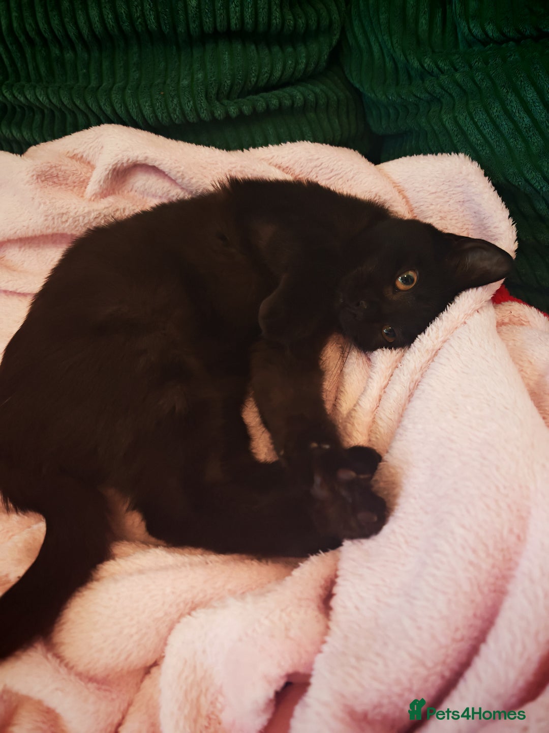 Mixed Breed cats for sale: Two gorgeous kittens  - Advert 7