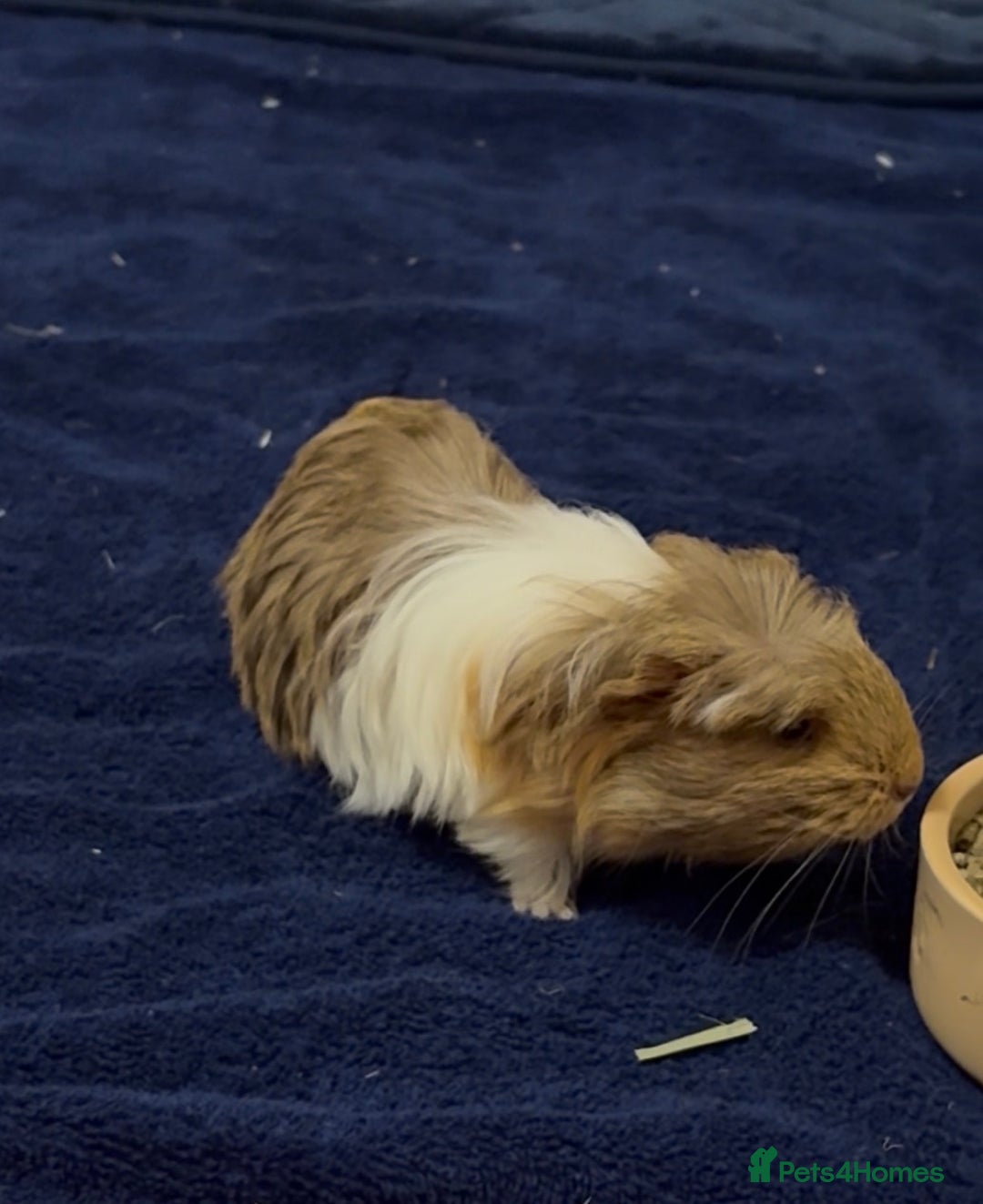Guinea Pig rodents for sale: 2 Beautiful long haired girls  - Advert 21