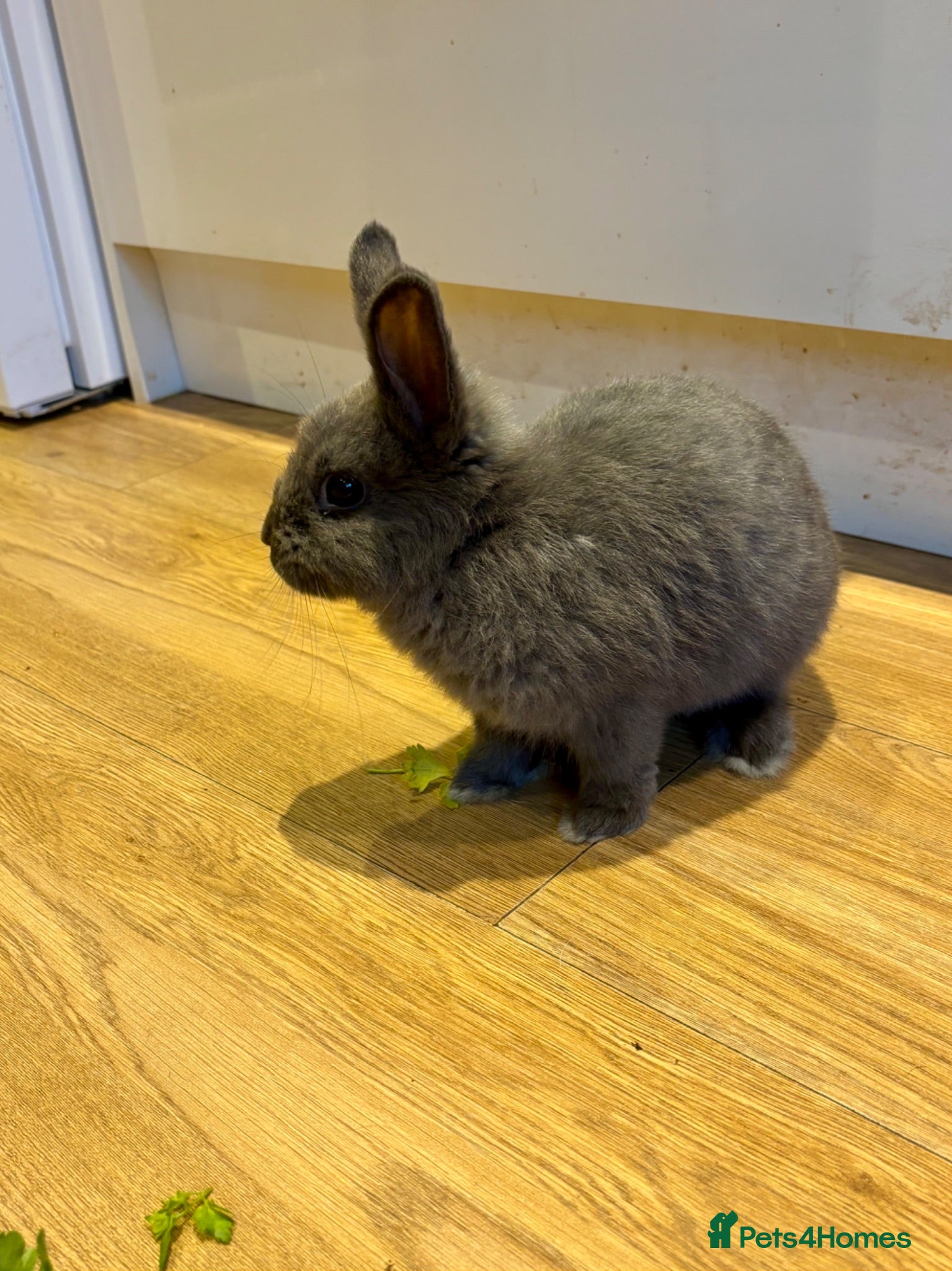 Mixed Breed rabbits Cute Grey Female Rabbit 11 weeks old - Advert 2