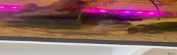 Other/Mixed Breed fish for sale: 105l fish tank, heater, filter . Light and fish in Blackpool - Advert 3