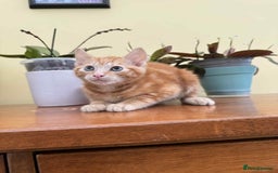 Maine Coon cats for sale: Maine coon cross kittens  - Image 18